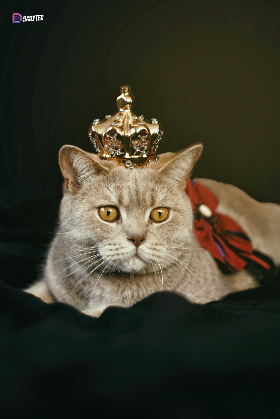 عکس گربه سلطنتی