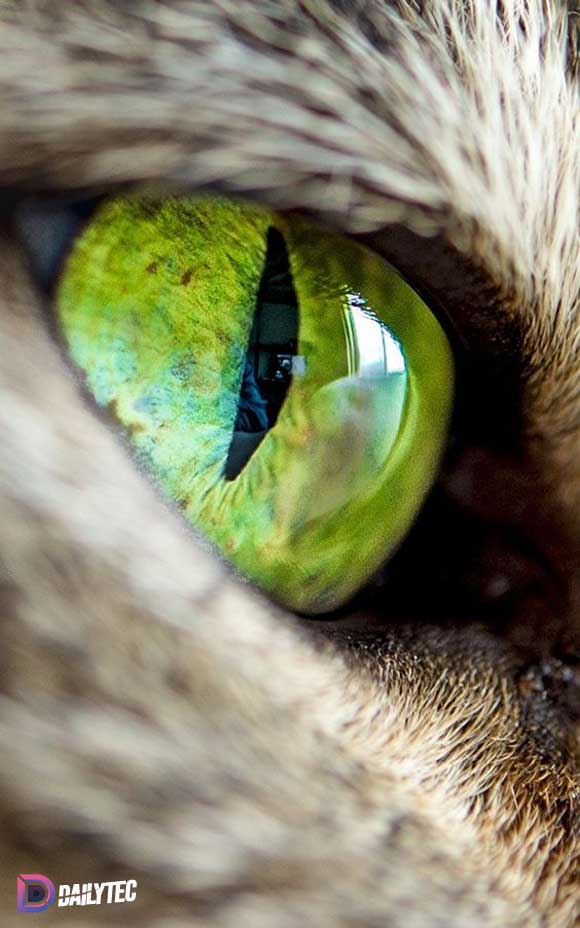 چشم سبز رنگ