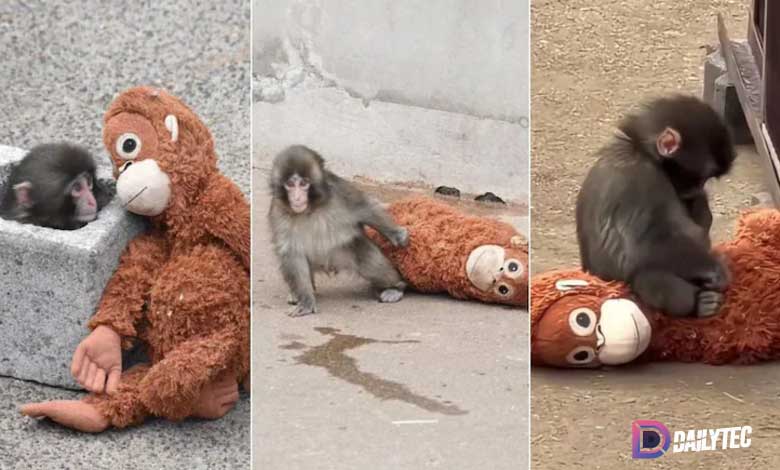 زندگی Japanese macaque